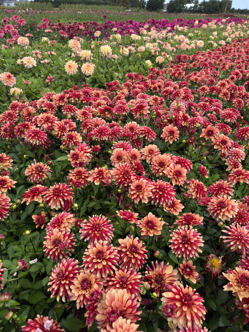 Dahlia 'BV's Aurora'